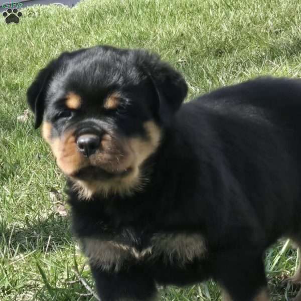 Mr Big Bro, Rottweiler Puppy